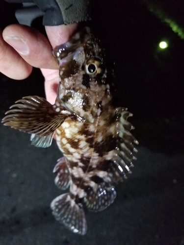 ベッコウゾイの釣果