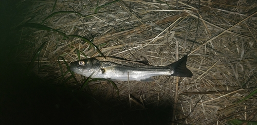 セイゴ（タイリクスズキ）の釣果