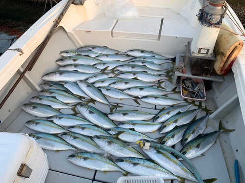 ブリの釣果