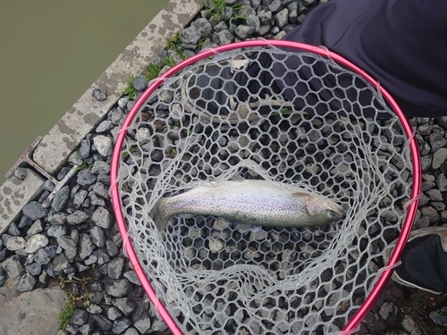 レインボートラウトの釣果