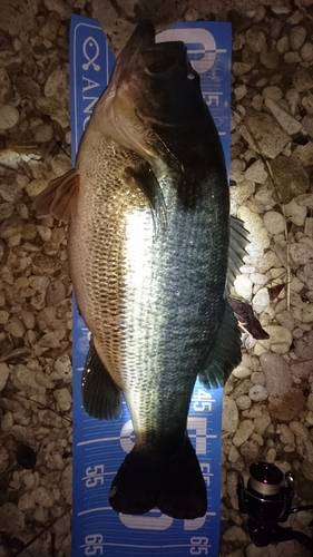 ブラックバスの釣果