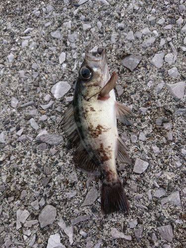 アオメバルの釣果