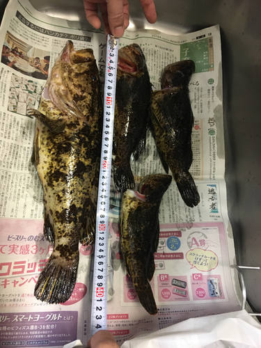 タケノコメバルの釣果