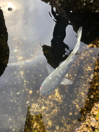 ボラの釣果