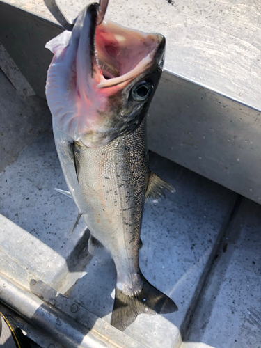 ビワマスの釣果