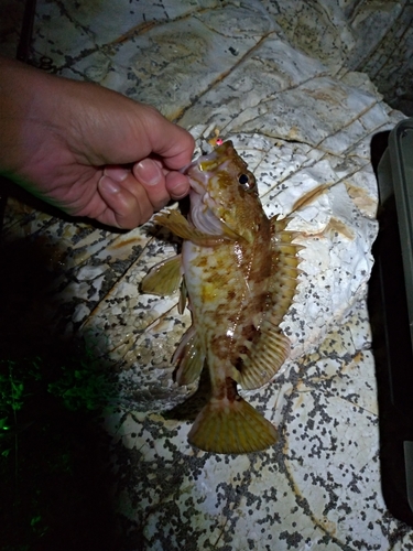 カサゴの釣果