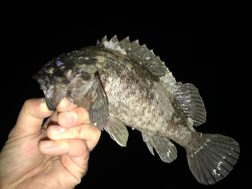 クロソイの釣果