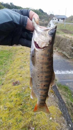 ヤマメの釣果