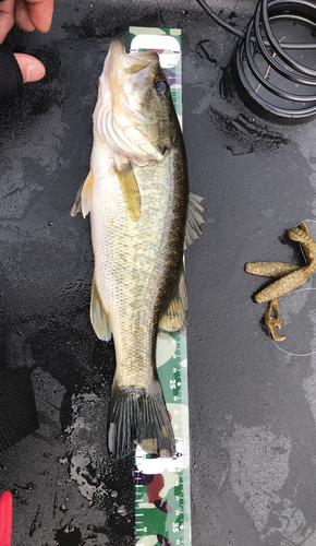 ブラックバスの釣果