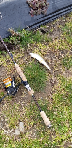 ウグイの釣果