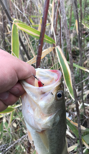 ブラックバスの釣果