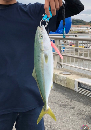 イナダの釣果