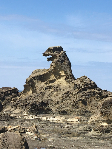 ナマコの釣果