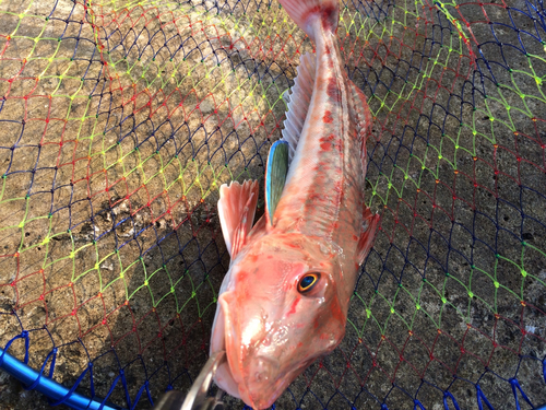 ホウボウの釣果