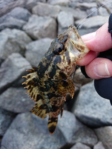 タケノコメバルの釣果