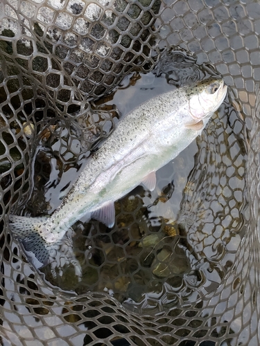 レインボートラウトの釣果