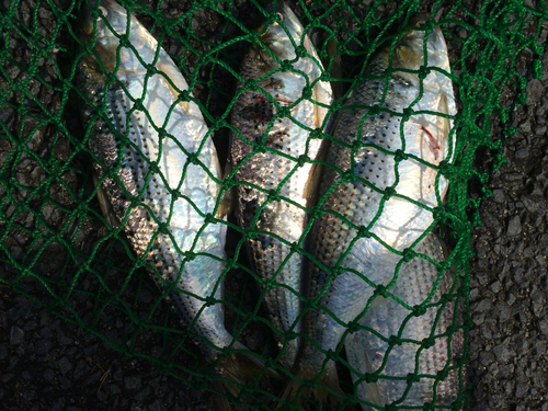 コノシロの釣果