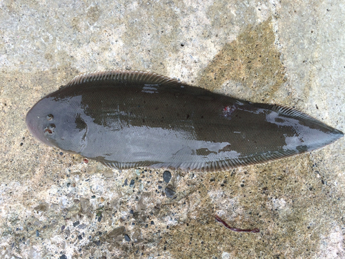 シタビラメの釣果