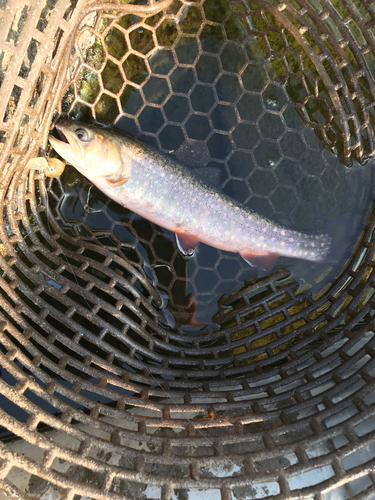 イワナの釣果