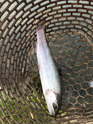 ニジマスの釣果