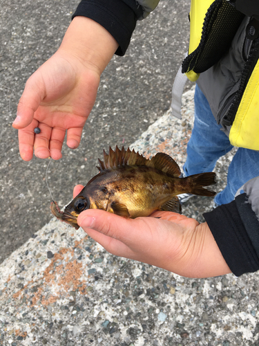 アカメバルの釣果