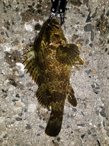 タケノコメバルの釣果