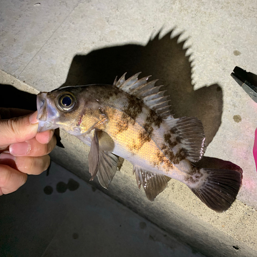 シロメバルの釣果