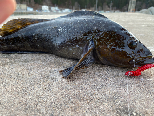 アイナメの釣果