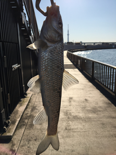 ニゴイの釣果