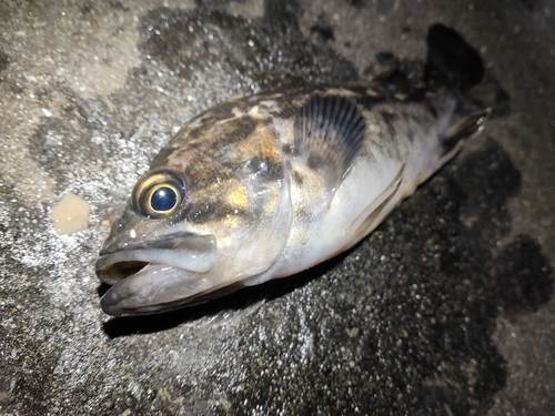 クロソイの釣果