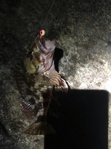 タケノコメバルの釣果