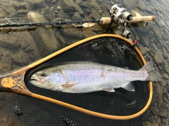 ニジマスの釣果