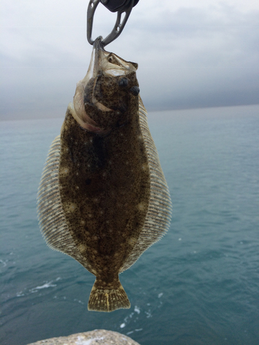 ソゲの釣果