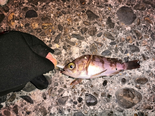 メバルの釣果