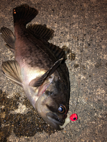 クロソイの釣果