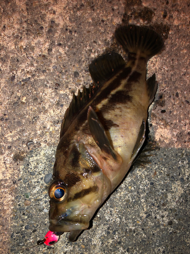 シマゾイの釣果