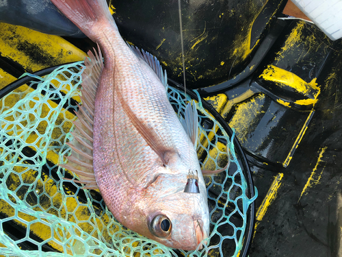 タイの釣果