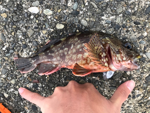 カサゴの釣果