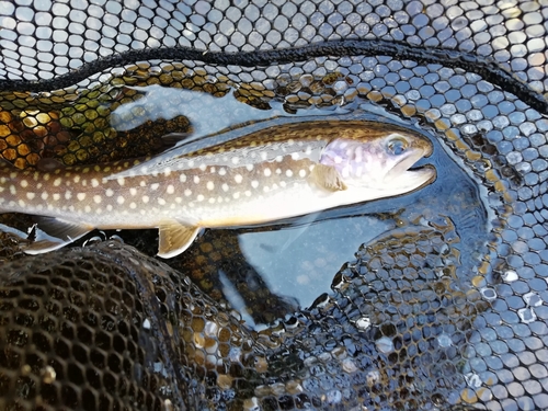 イワナの釣果