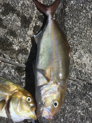 カンパチの釣果