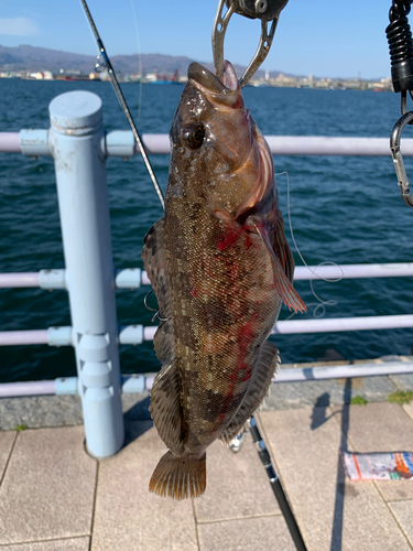 アイナメの釣果