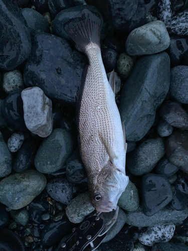 ニベの釣果