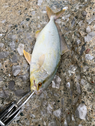 ショゴの釣果