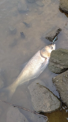 ハクレンの釣果