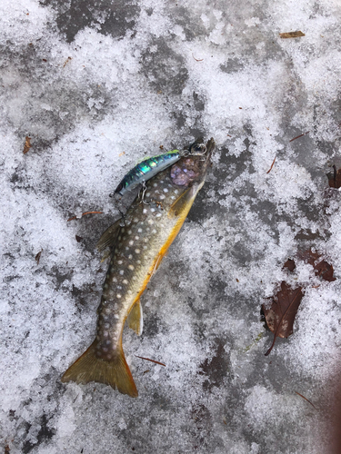 イワナの釣果