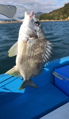 キビレの釣果