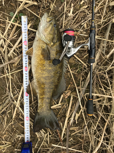 スモールマウスバスの釣果