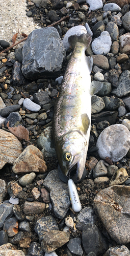 アマゴの釣果