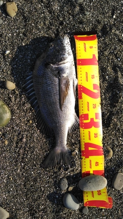 クロダイの釣果