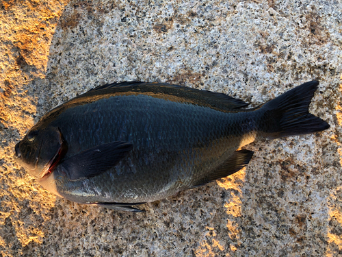 グレの釣果